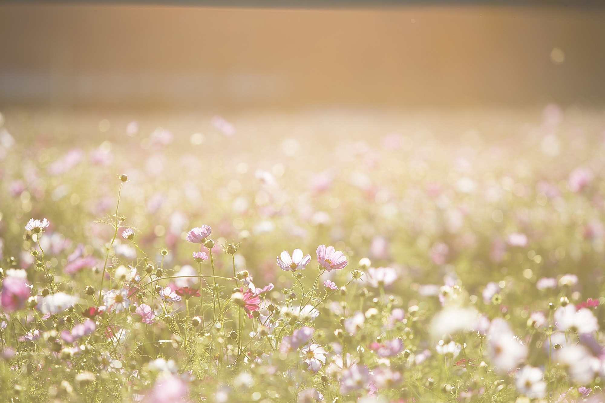 bright image of a field of flowers