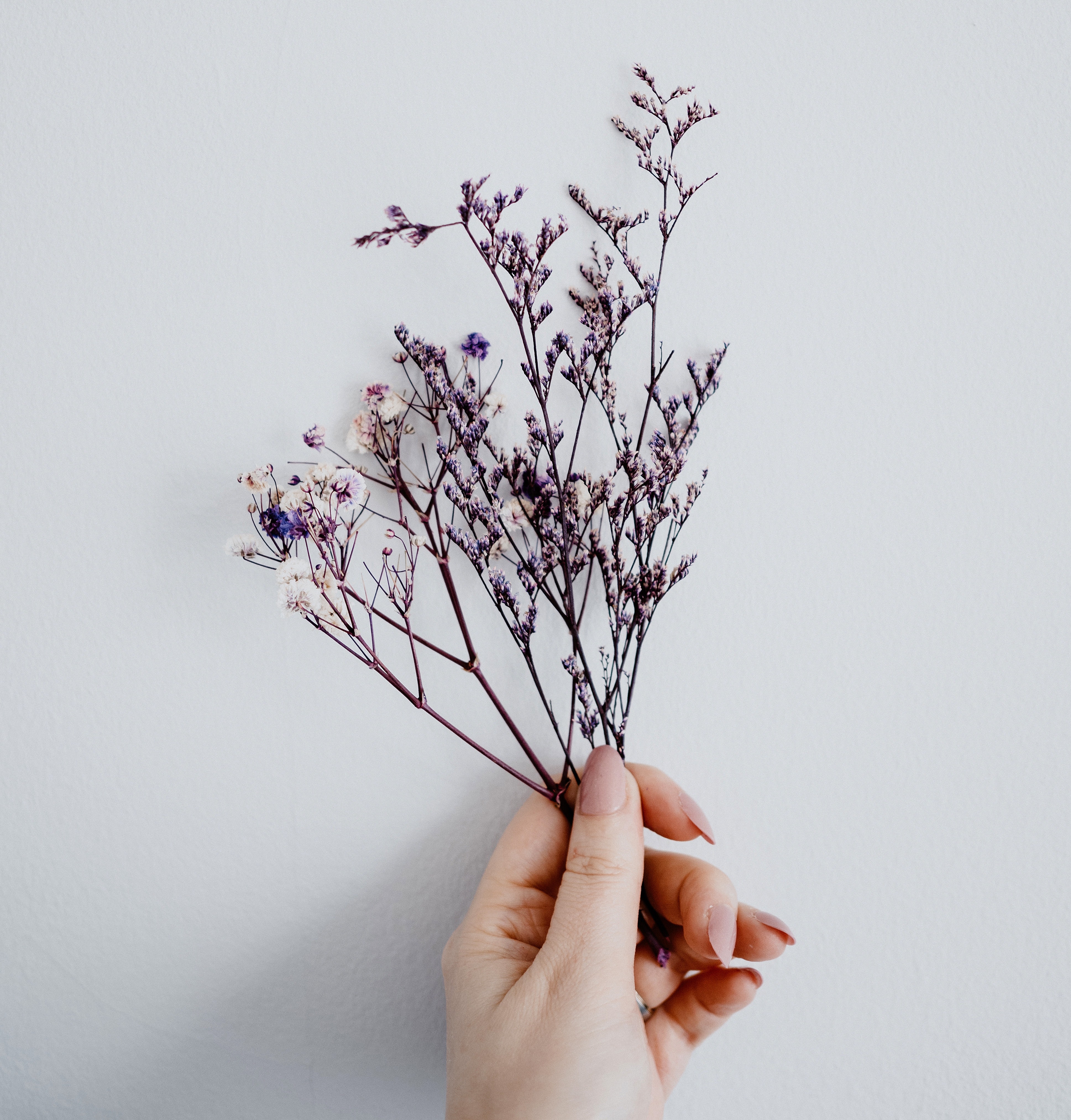 hand holding tiny  flowers